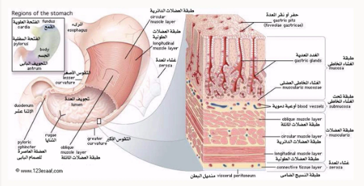الجرثومة الملوية البوابية